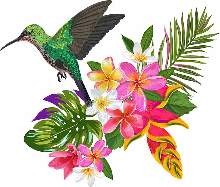 https://kolibri-school.de/wp-content/uploads/2020/11/kolibri-paradiesvogel.jpg